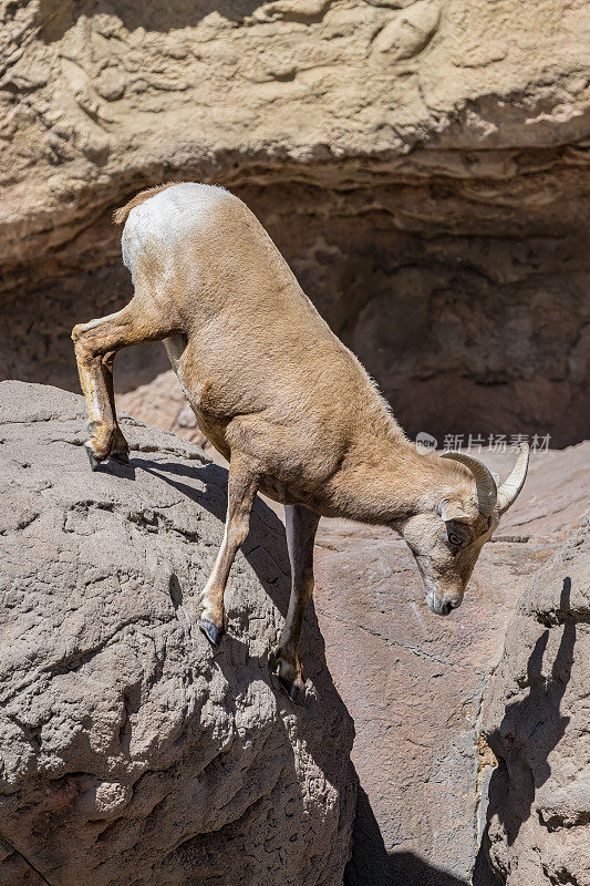 沙漠大角羊(Ovis canadensis nelsoni)是大角羊(Ovis canadensis)的一个亚种，原产于美国西部和西南部山间地区的沙漠，以及墨西哥西北部。偶蹄目牛科。